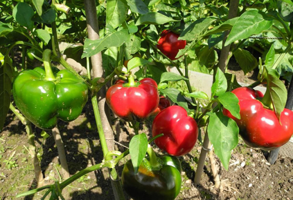 Перец Ратунда — описание и характеристики высокоурожайного сорта